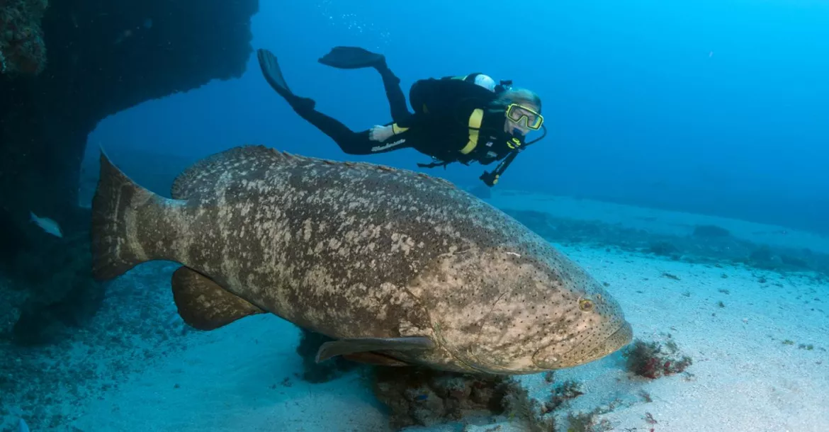 Goliath Grouper